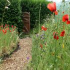 A garden scene with some poppy