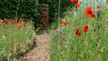 A garden scene with some poppy
