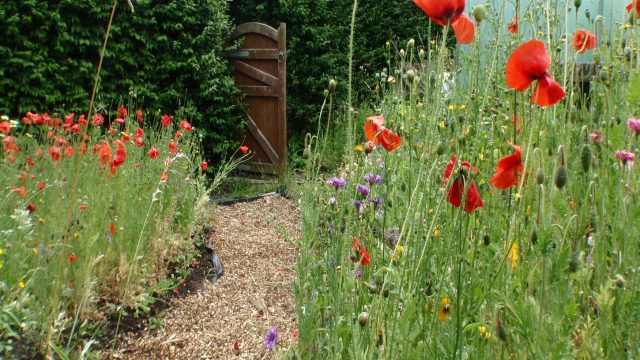 A garden scene with some poppy