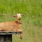 goat