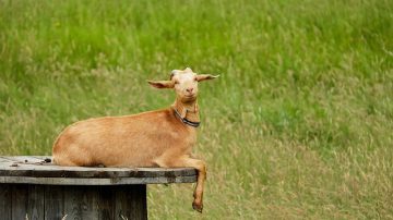 goat