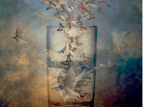 Butterflies flying into a glass