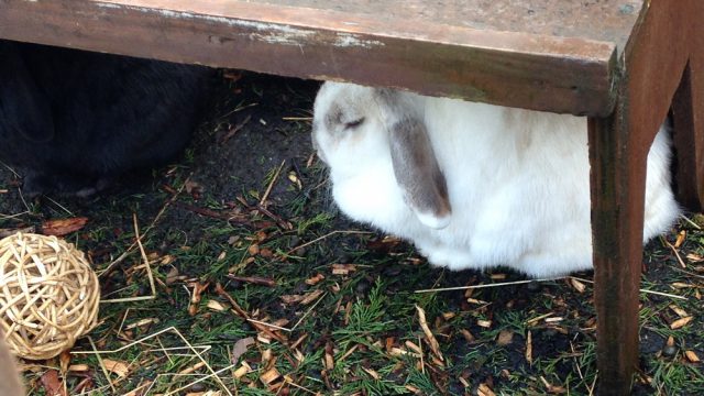 Rabbit at the farm