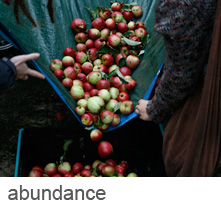 Lots of apples being poured into a crate