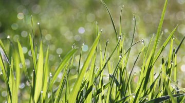 Close up grass