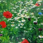 Field of flowers