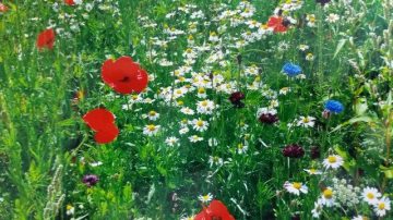 Field of flowers