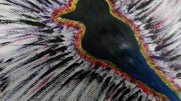 A bird