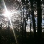 sunlight