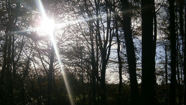 sunlight