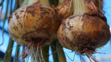 2 onions