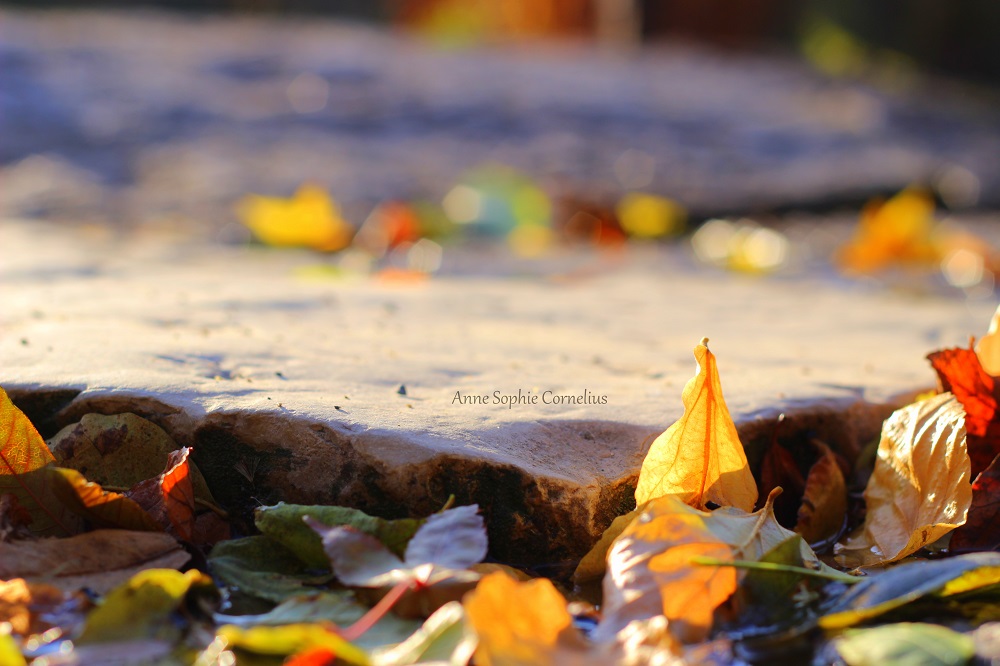 Autumn leaves