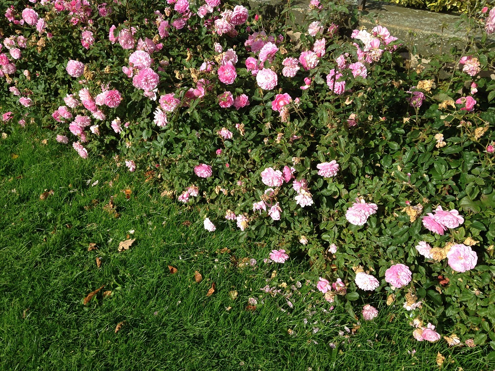 Roses