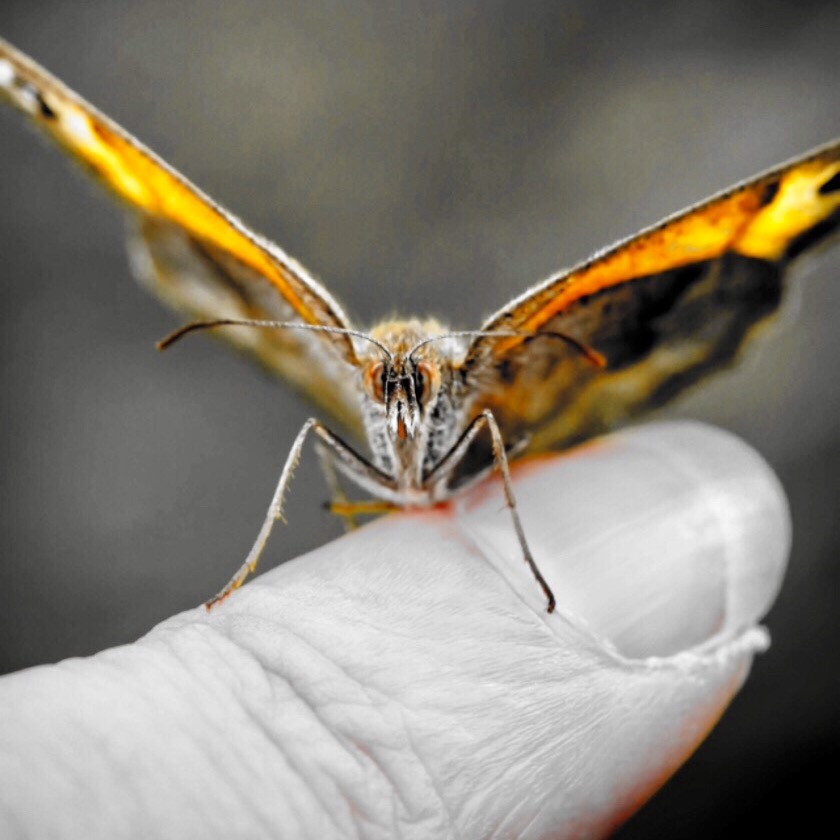 Moth