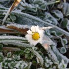daisy in ice