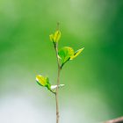new growth on a tree branch