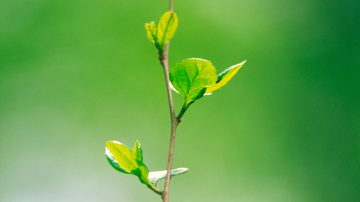 new growth on a tree branch