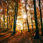 person walking through autumnal woods