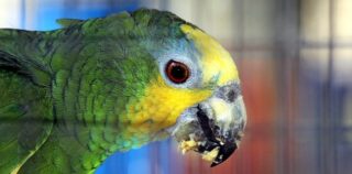 Parot
