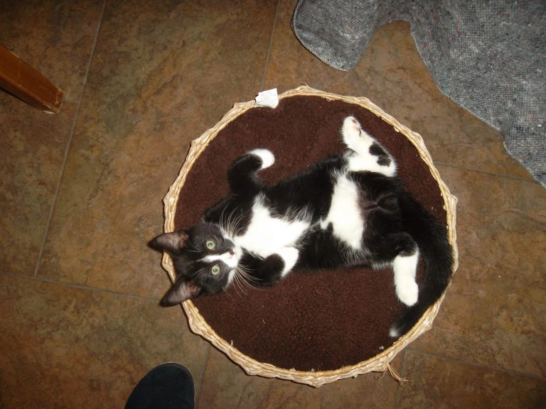 Jack the cat