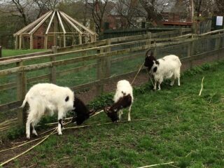 goats in a field