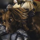 Community stories of pet positivity