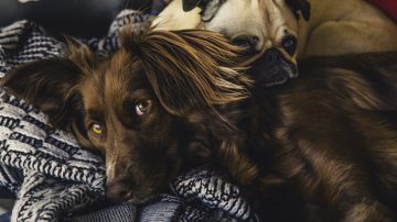 Community stories of pet positivity
