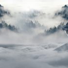 wolf looking out over mist and cloud