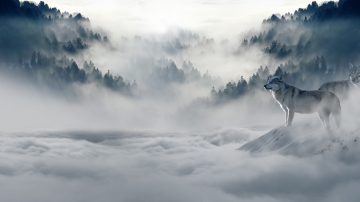 wolf looking out over mist and cloud