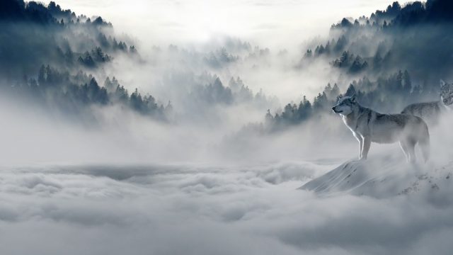 wolf looking out over mist and cloud