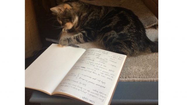 cat playing with reporters notebook