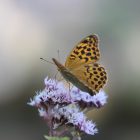 butterfly on a flower
