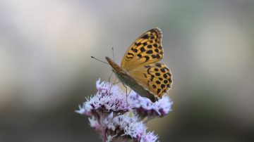 butterfly on a flower