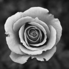 black and white photo of a rose