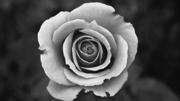 black and white photo of a rose