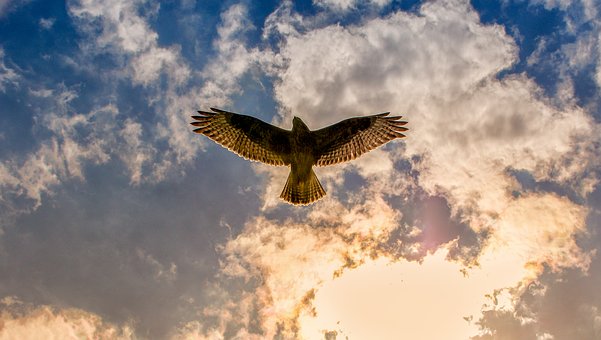 Buzzard hovering in the sky
