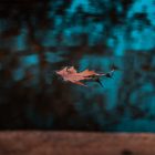 leaf on calm water