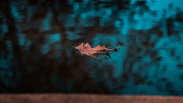 leaf on calm water